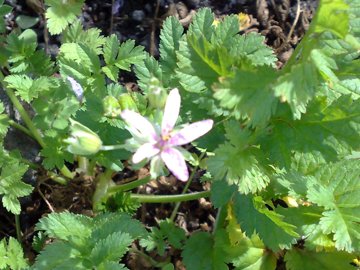 Erodium moschatum / Becco di gr aromatico